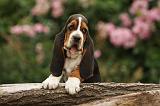 BASSET HOUND 136